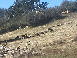 deer