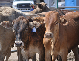 cows